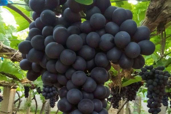 葡萄采收时机的主要判断依据是?葡萄采收的方式有哪几种