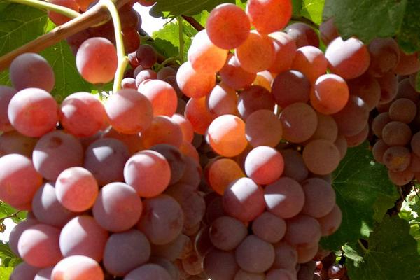 葡萄采收时机的主要判断依据是?葡萄采收的方式有哪几种