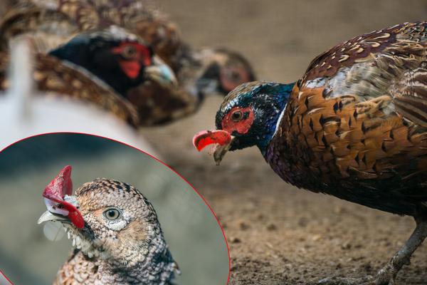 鸡啄鸡最有效的土方法,鸡啄鸡是什么原因