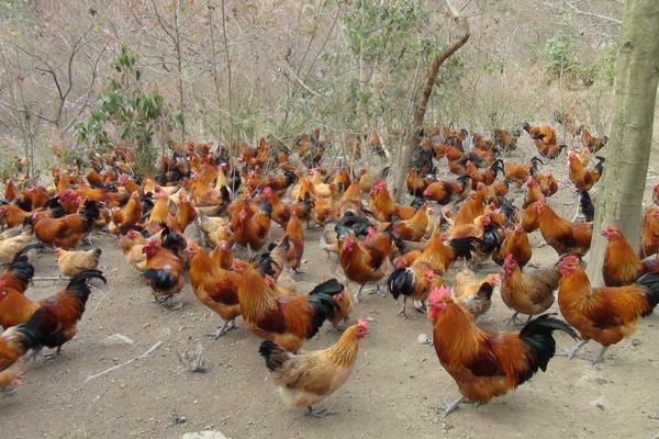 鸡啄鸡最有效的土方法,鸡啄鸡是什么原因