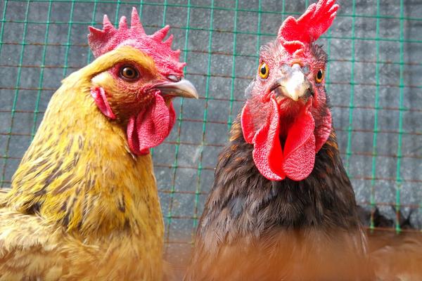 鸡啄鸡最有效的土方法,鸡啄鸡是什么原因