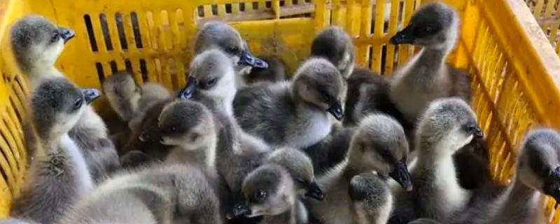 小鹅疫苗接种流程