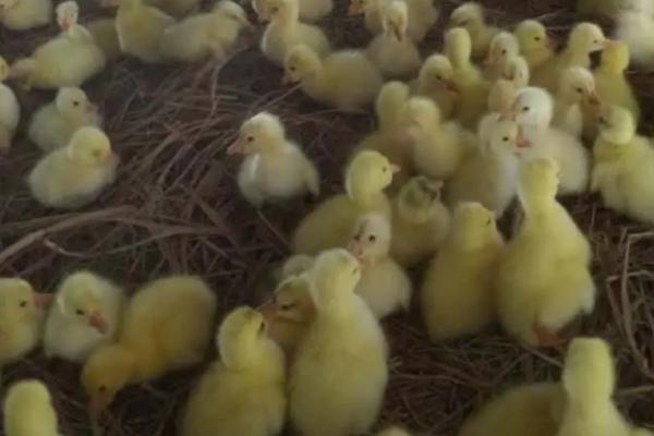 小鹅疫苗接种流程