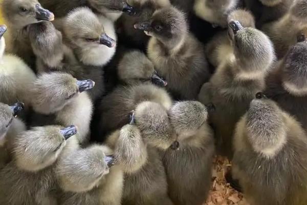 小鹅疫苗接种流程