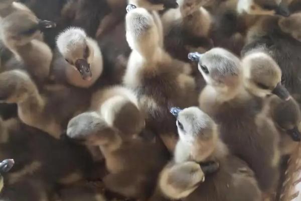 小鹅疫苗接种流程