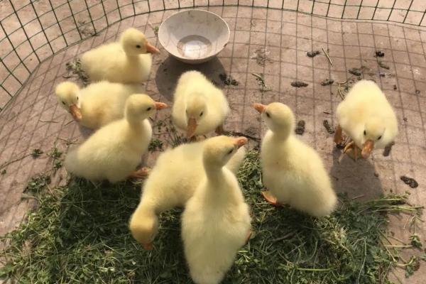 小鹅疫苗接种流程