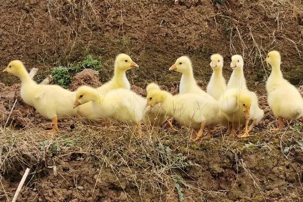 小鹅疫苗接种流程