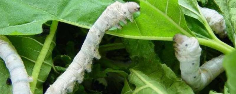 刚出来的蚕宝宝怎么喂养，蚕宝宝可以晒太阳吗