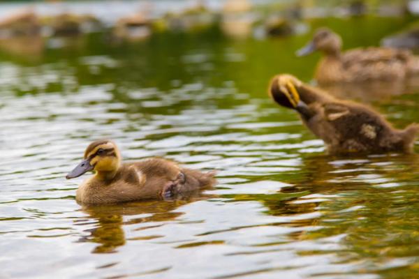 小鸭子怕冷吗，小鸭子如何挑选