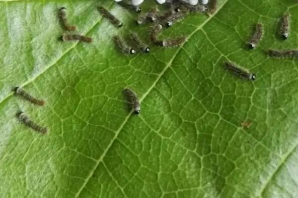 刚出来的蚕宝宝怎么喂养，蚕宝宝可以晒太阳吗