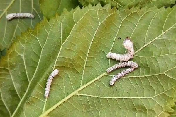 刚出来的蚕宝宝怎么喂养，蚕宝宝可以晒太阳吗
