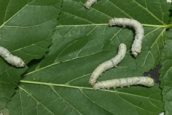 刚出来的蚕宝宝怎么喂养，蚕宝宝可以晒太阳吗