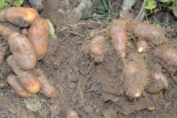 脚板薯怎么种植