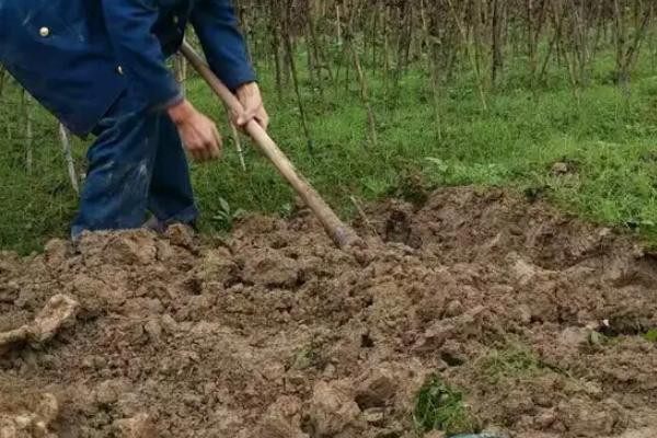 脚板薯怎么种植