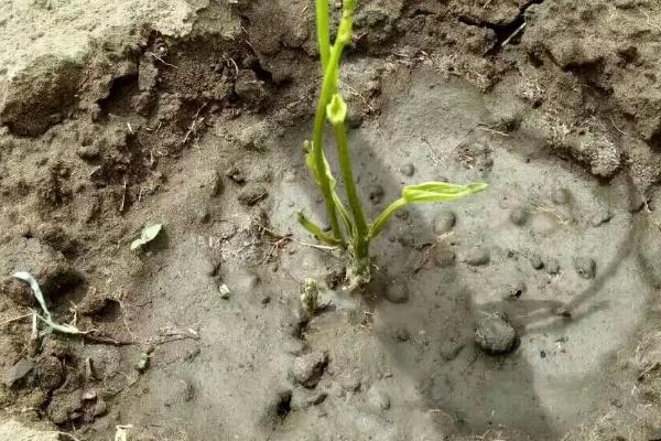 脚板薯怎么种植