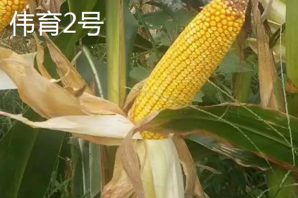 特深马齿玉米种有哪几种