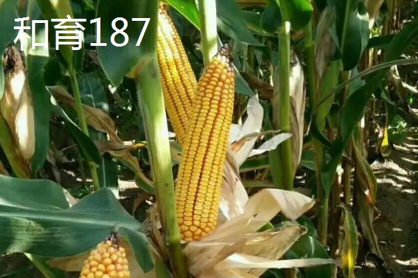 特深马齿玉米种有哪几种