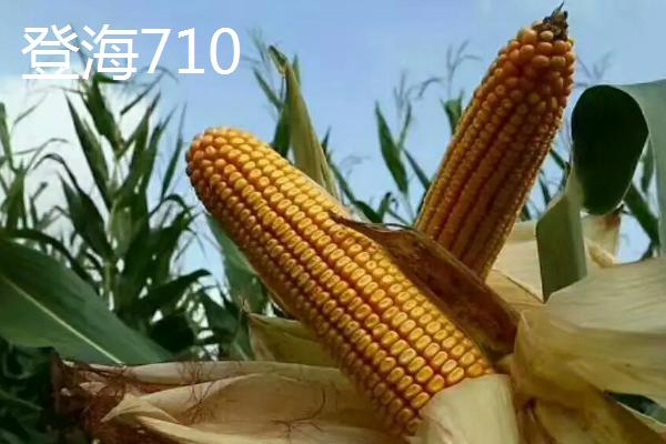 特深马齿玉米种有哪几种