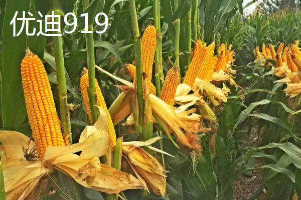 特深马齿玉米种有哪几种