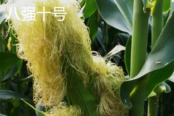 特深马齿玉米种有哪几种