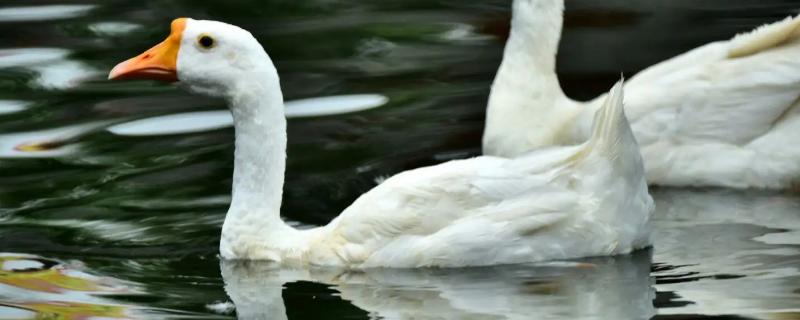 白鹅是一种什么动物，白鹅还是灰鹅好养