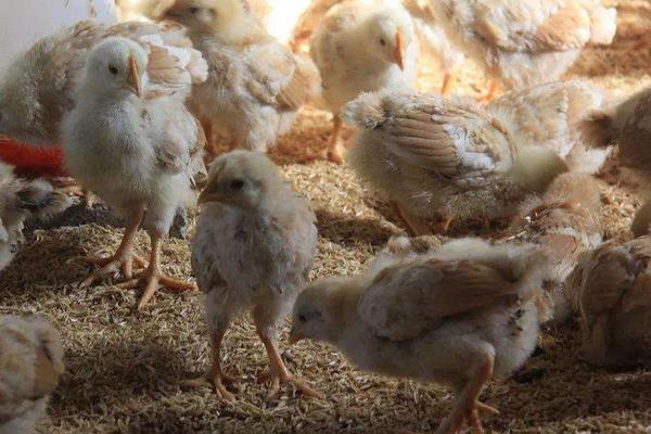 小鸡冷怎么办,小鸡冷有什么表现