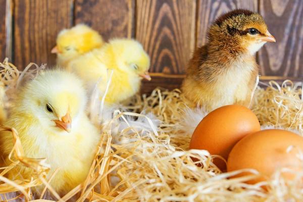 小鸡冷怎么办,小鸡冷有什么表现