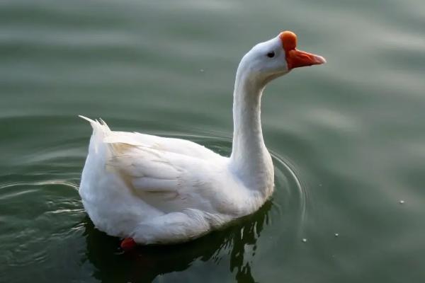白鹅是一种什么动物,白鹅还是灰鹅好养