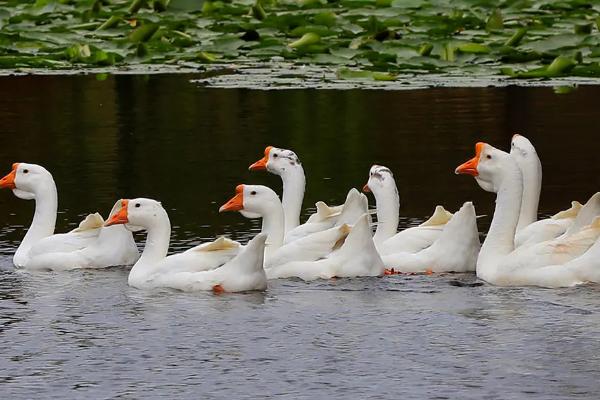 白鹅是一种什么动物,白鹅还是灰鹅好养