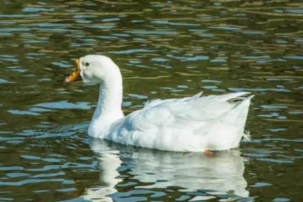 白鹅是一种什么动物,白鹅还是灰鹅好养