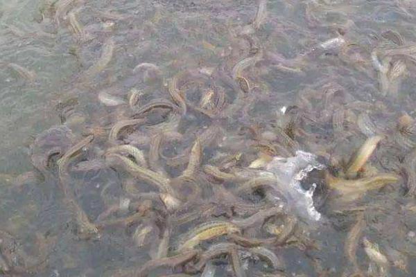 泥鳅可以活几年,泥鳅是什么类型的动物