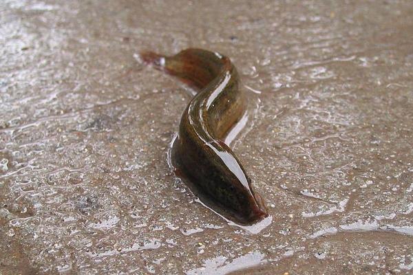 泥鳅可以活几年,泥鳅是什么类型的动物