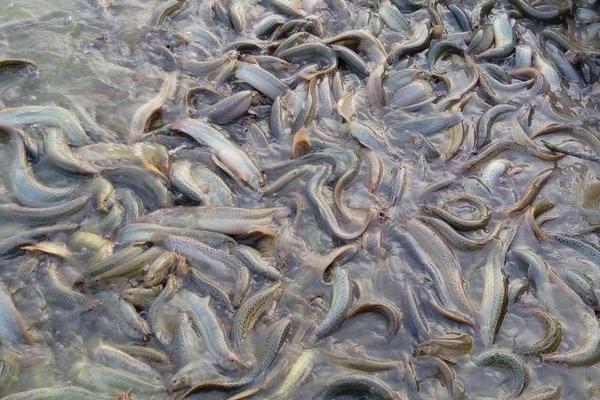 泥鳅可以活几年,泥鳅是什么类型的动物