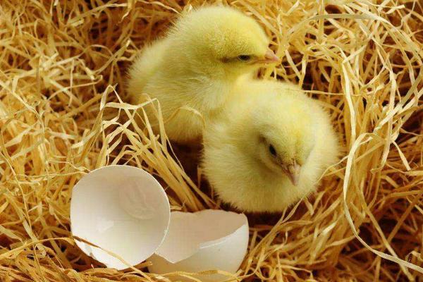 小鸡冷怎么办,小鸡冷有什么表现