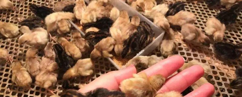 刚孵化出来的芦丁鸡怎么养，芦丁鸡可以和普通小鸡一起养吗