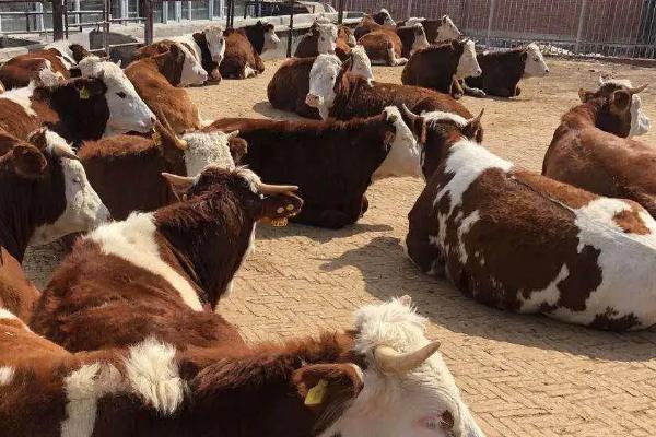 牛犊通便方法，牛犊是指多大的牛