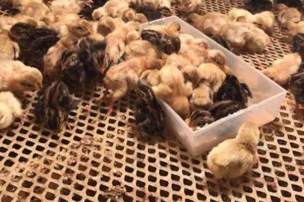 刚孵化出来的芦丁鸡怎么养,芦丁鸡可以和普通小鸡一起养吗