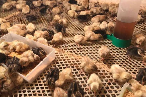 刚孵化出来的芦丁鸡怎么养,芦丁鸡可以和普通小鸡一起养吗