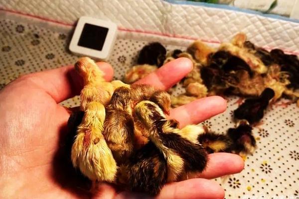 刚孵化出来的芦丁鸡怎么养,芦丁鸡可以和普通小鸡一起养吗