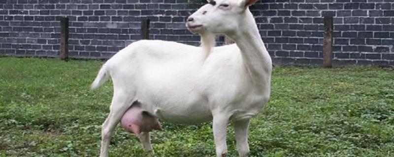 羊胎衣不下怎么办,羊胎衣下来了就代表生完了吗