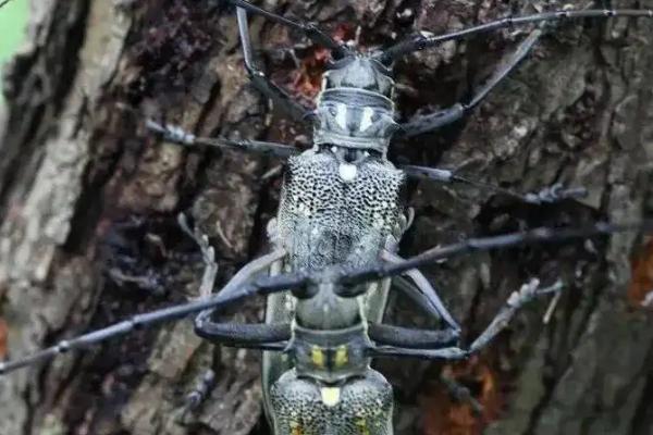 天牛咬人吗,有毒吗,天牛是益虫还是害虫