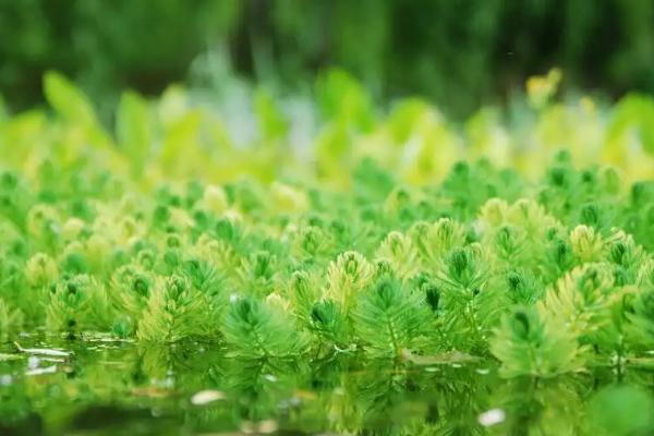 鱼塘绿藻太多怎么处理方法,绿藻有什么危害