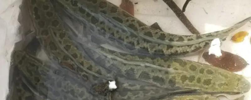 黑鱼为什么喜欢钻花篮，黑鱼一般活动在什么水层