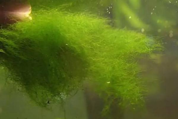 鱼塘绿藻太多怎么处理方法,绿藻有什么危害