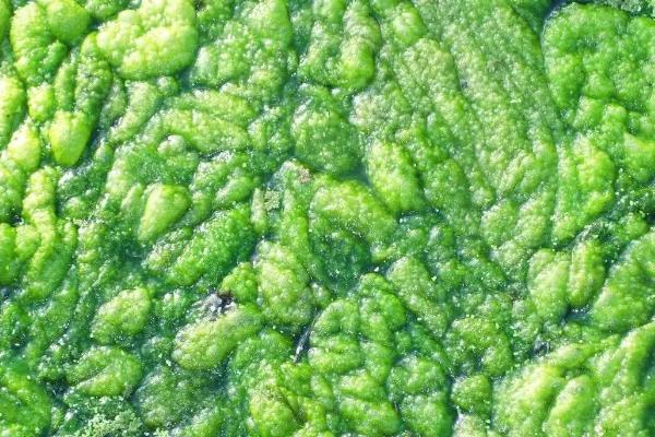 鱼塘绿藻太多怎么处理方法,绿藻有什么危害