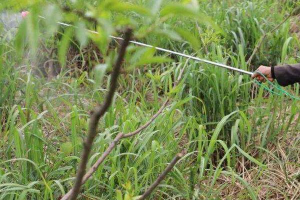 鹅肠草用什么除草剂，除草剂的残留期有多长