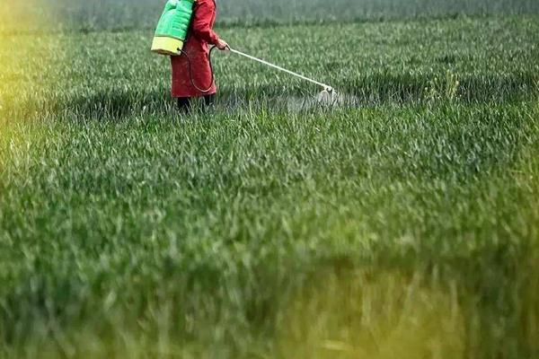 鹅肠草用什么除草剂，除草剂的残留期有多长