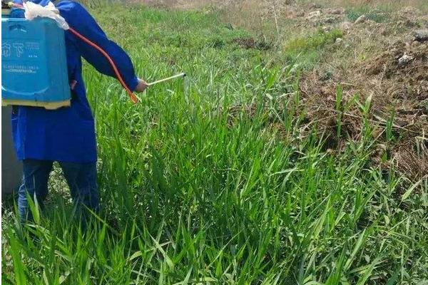 鹅肠草用什么除草剂，除草剂的残留期有多长