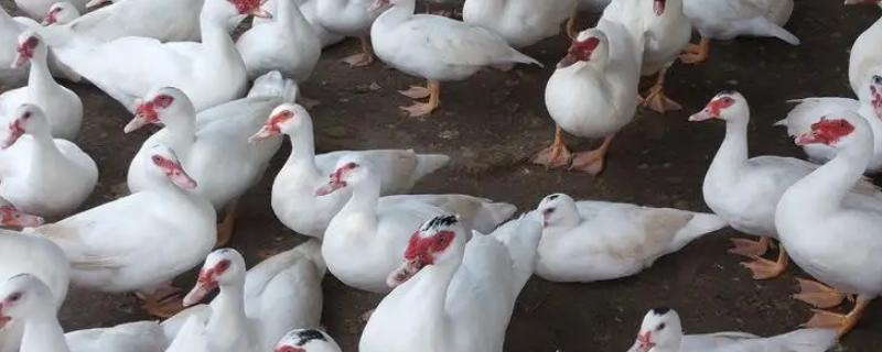 番鸭会游泳吗,番鸭和半番鸭的区别