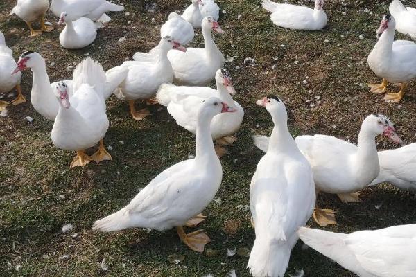 番鸭会游泳吗，番鸭和半番鸭的区别